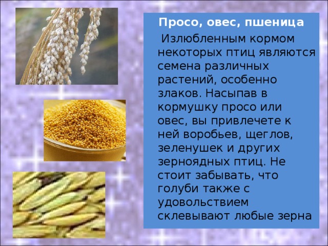 Просо, овес, пшеница  Излюбленным кормом некоторых птиц являются семена различных растений, особенно злаков. Насыпав в кормушку просо или овес, вы привлечете к ней воробьев, щеглов, зеленушек и других зерноядных птиц. Не стоит забывать, что голуби также с удовольствием склевывают любые зерна 