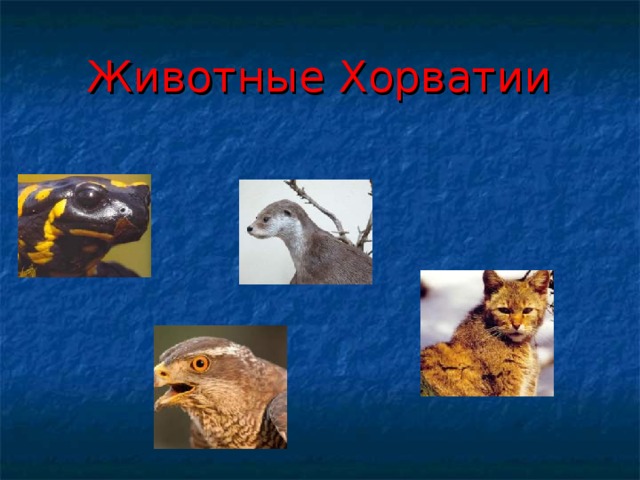 Животные Хорватии 