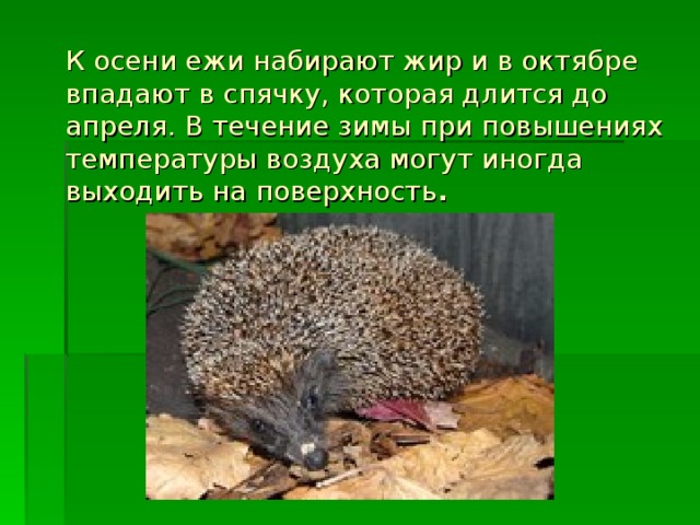 Когда ёж не колется?