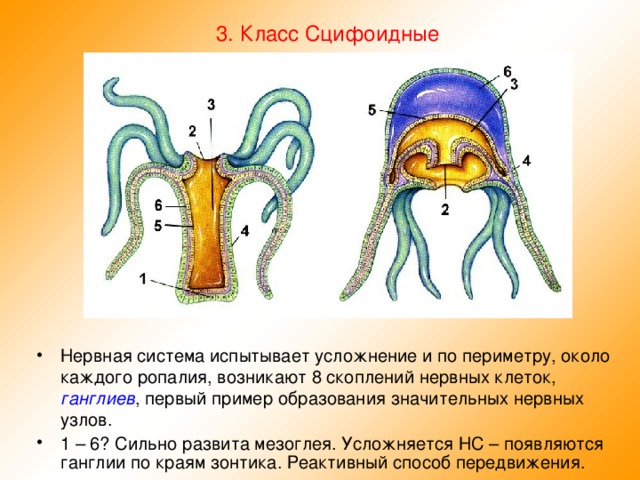 3 . Класс Сцифоидные Нервная система испытывает усложнение и по периметру, около каждого ропалия, возникают 8 скоплений нервных клеток, ганглиев , первый пример образования значительных нервных узлов. 1 – 6? Сильно развита мезоглея. Усложняется НС – появляются ганглии по краям зонтика. Реактивный способ передвижения.  