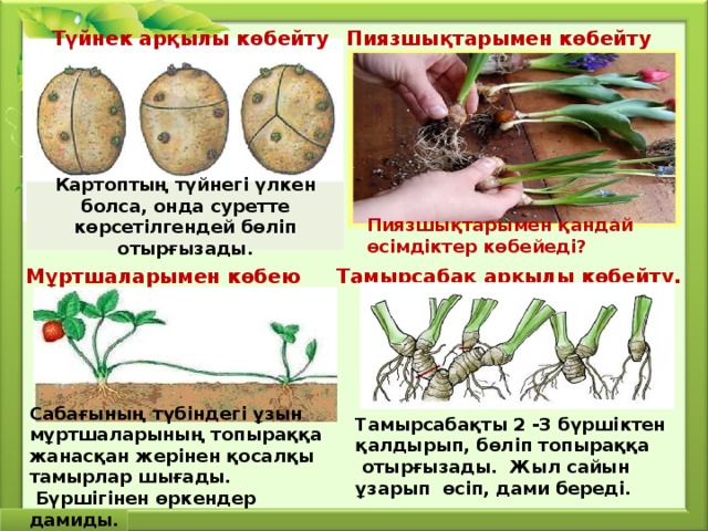 Түйнек арқылы көбейту Пиязшықтарымен көбейту Картоптың түйнегі үлкен болса, онда суретте көрсетілгендей бөліп отырғызады. Пиязшықтарымен қандай өсімдіктер көбейеді? Тамырсабақ арқылы көбейту. Мұртшаларымен көбею Сабағының түбіндегі ұзын мұртшаларының топыраққа жанасқан жерінен қосалқы тамырлар шығады.  Бүршігінен өркендер дамиды. Тамырсабақты 2 -3 бүршіктен қалдырып, бөліп топыраққа  отырғызады. Жыл сайын ұзарып өсіп, дами береді. 