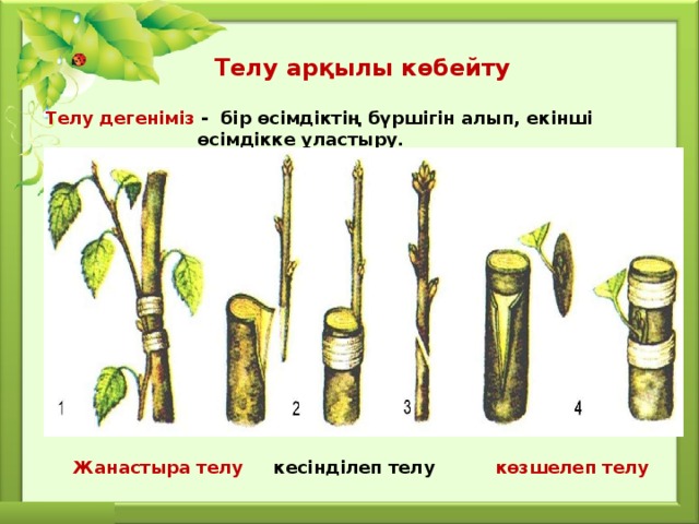 Телу арқылы көбейту Телу дегеніміз - бір өсімдіктің бүршігін алып, екінші  өсімдікке ұластыру. Жанастыра телу кесінділеп телу көзшелеп телу 