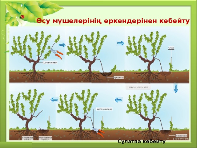 Өсу мүшелерінің өркендерінен көбейту Сұлатпа көбейту 