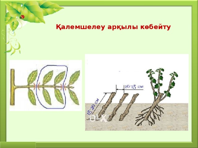 Қалемшелеу арқылы көбейту 