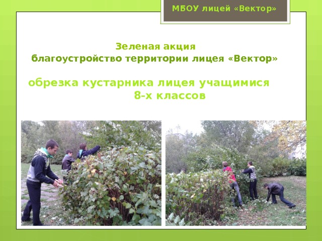 МБОУ лицей «Вектор»  Зеленая акция  благоустройство территории лицея «Вектор»   обрезка кустарника лицея учащимися 8-х классов 