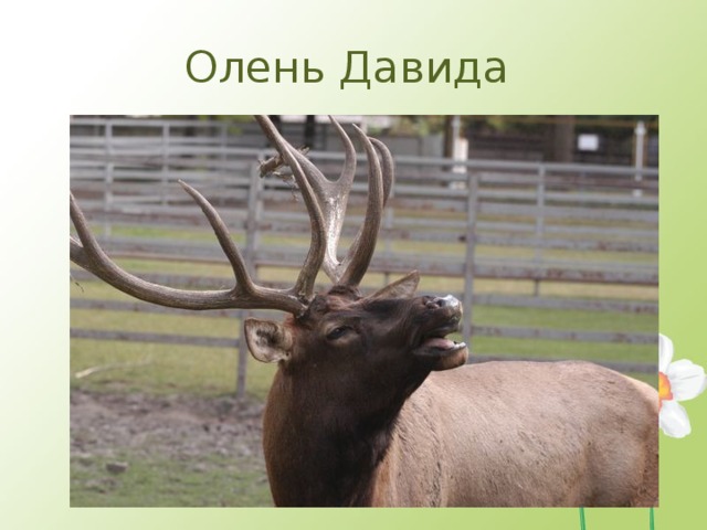 Олень Давида 