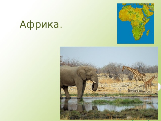 Африка. 