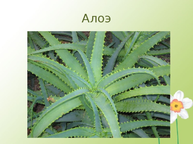 Алоэ 