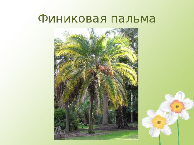 Финиковая пальма 