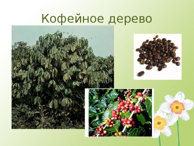 Кофейное дерево 