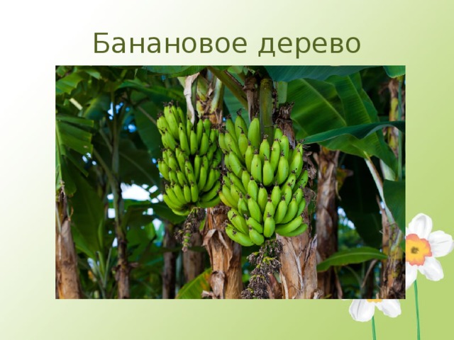 Банановое дерево 