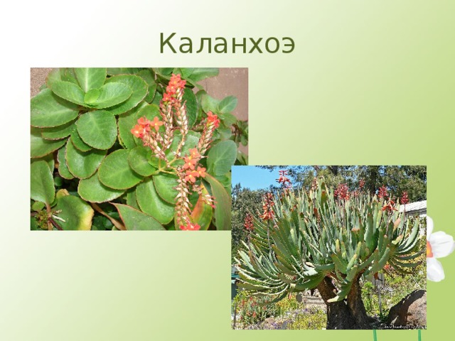Каланхоэ 