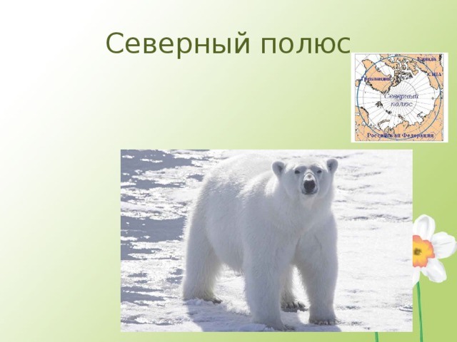 Северный полюс 