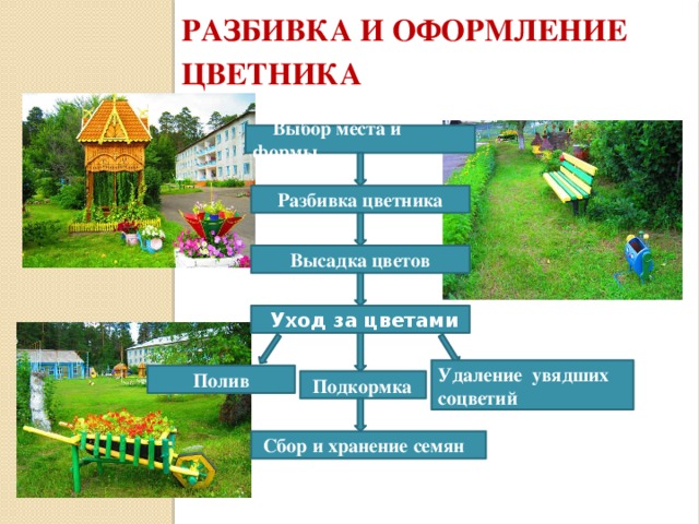 Разбивка и оформление цветника   Разбивка цветника  Выбор места и формы Высадка цветов  Уход за цветами Удаление увядших соцветий Полив  Подкормка  Сбор и хранение семян 