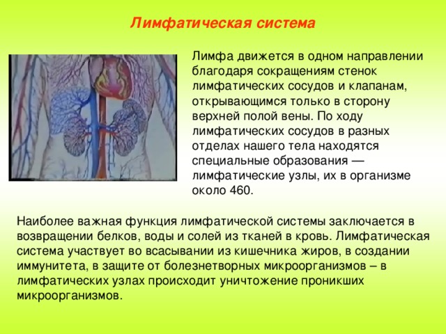 Лимфатическая система Лимфа движется в одном направлении благодаря сокращениям стенок лимфатических сосудов и клапанам, открывающимся только в сторону верхней полой вены. По ходу лимфатических сосудов в разных отделах нашего тела находятся специальные образования — лимфатические узлы, их в организме около 460. Наиболее важная функция лимфатической системы заключается в возвращении белков, воды и солей из тканей в кровь. Лимфатическая система участвует во всасывании из кишечника жиров, в создании иммунитета, в защите от болезнетворных микроорганизмов – в лимфатических узлах происходит уничтожение проникших микроорганизмов.