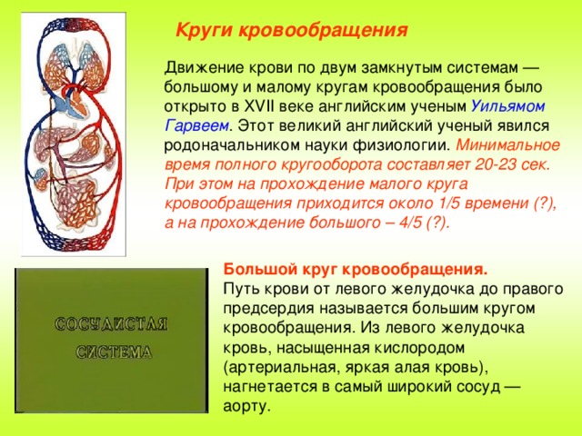 Кто открыл сосудосуживающие сосуды опишите схему опыта