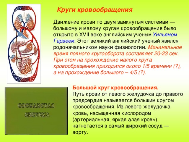 Наличие второго круга кровообращения