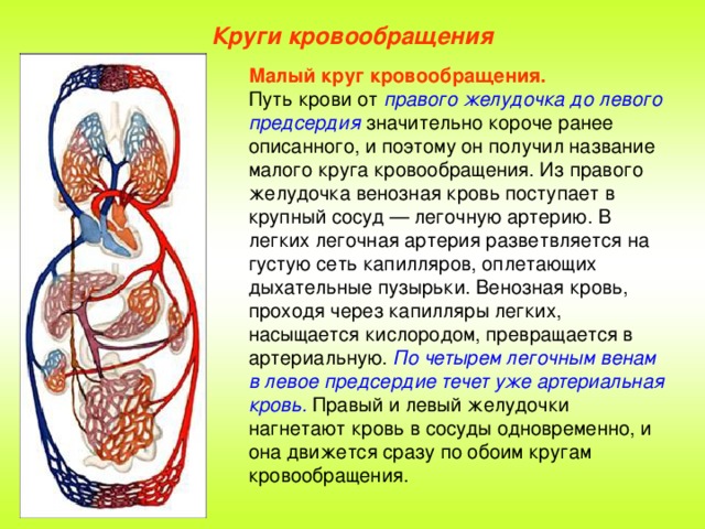 Используя рисунок 159 на с 205 опишите движение крови по большому и малому