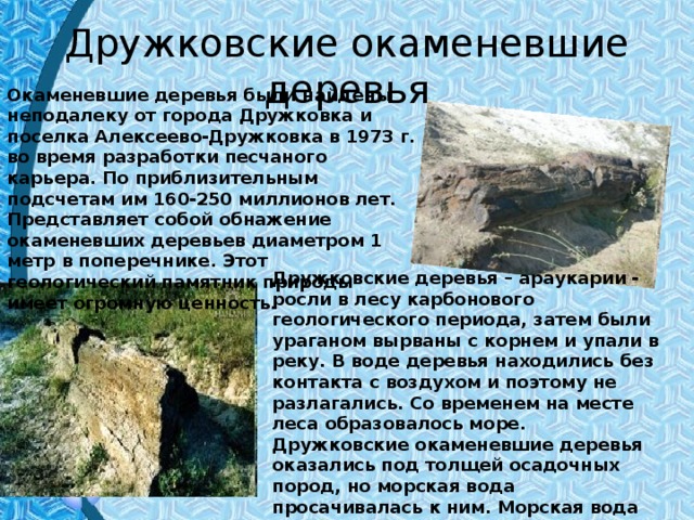 Дружковские окаменевшие деревья Окаменевшие деревья были найдены неподалеку от города Дружковка и поселка Алексеево-Дружковка в 1973 г. во время разработки песчаного карьера. По приблизительным подсчетам им 160-250 миллионов лет. Представляет собой обнажение окаменевших деревьев диаметром 1 метр в поперечнике. Этот геологический памятник природы имеет огромную ценность. Дружковские деревья – араукарии - росли в лесу карбонового геологического периода, затем были ураганом вырваны с корнем и упали в реку. В воде деревья находились без контакта с воздухом и поэтому не разлагались. Со временем на месте леса образовалось море. Дружковские окаменевшие деревья оказались под толщей осадочных пород, но морская вода просачивалась к ним. Морская вода вымыла из стволов органические вещества, вместо них в стволах накопились минеральные вещества. Окаменение длилось тысячи лет. 