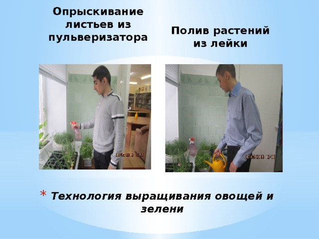 Полив растений из лейки   Опрыскивание листьев из пульверизатора    Технология выращивания овощей и зелени 