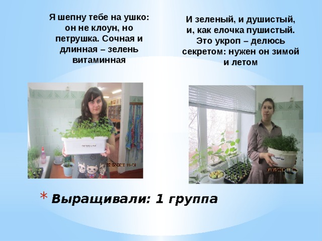  И зеленый, и душистый, и, как елочка пушистый. Это укроп – делюсь секретом: нужен он зимой и летом  Я шепну тебе на ушко: он не клоун, но петрушка. Сочная и длинная – зелень витаминная  Выращивали: 1 группа 