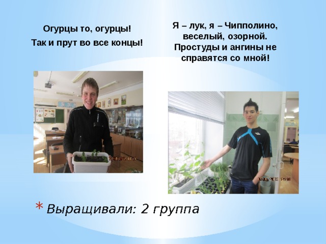  Я – лук, я – Чипполино, веселый, озорной. Простуды и ангины не справятся со мной!  Огурцы то, огурцы! Так и прут во все концы!  Выращивали: 2 группа 
