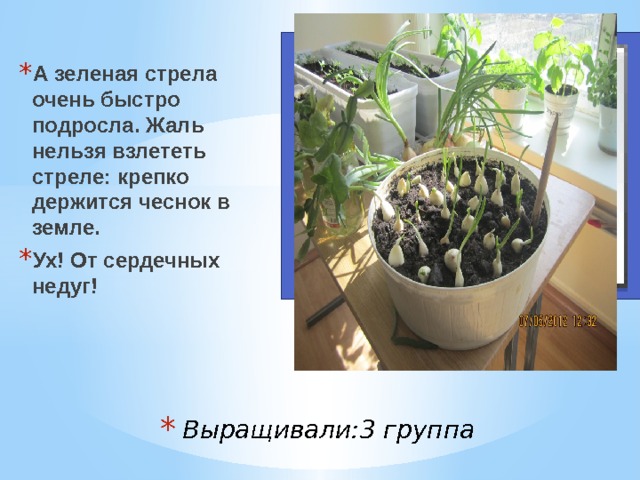 А зеленая стрела очень быстро подросла. Жаль нельзя взлететь стреле: крепко держится чеснок в земле. Ух! От сердечных недуг! Вставка рисунка Выращивали:3 группа 