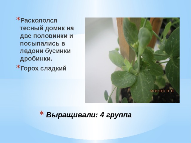 Раскололся тесный домик на две половинки и посыпались в ладони бусинки дробинки. Горох сладкий Выращивали: 4 группа 