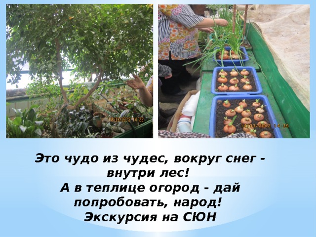Это чудо из чудес, вокруг снег - внутри лес!  А в теплице огород - дай попробовать, народ!  Экскурсия на СЮН 