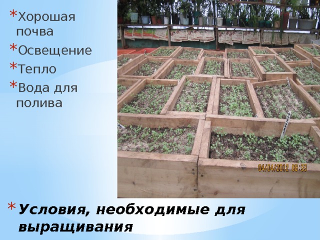 Хорошая почва Освещение Тепло Вода для полива Вставка рисунка Условия, необходимые для выращивания 
