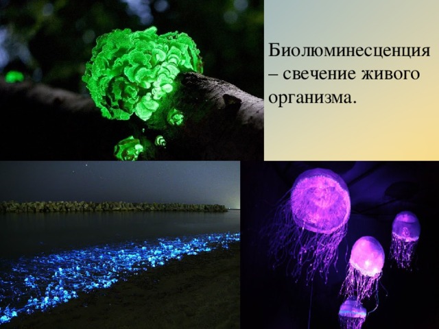 Биолюминесценция – свечение живого организма. 