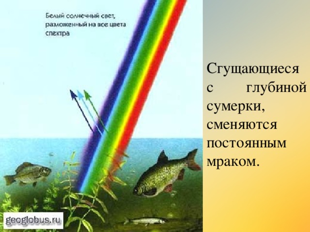 Сгущающиеся с глубиной сумерки, сменяются постоянным мраком. 