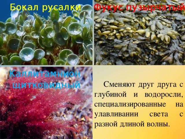 Бокал русалки Фукус пузырчатый Каллитамнион щитковидный  Сменяют друг друга с глубиной и водоросли, специализированные на улавливании света с разной длиной волны. 