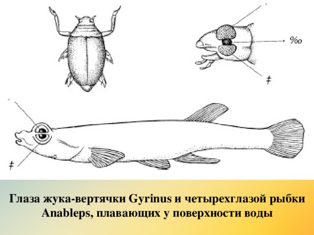 Глаза жука-вертячки Gyrinus и четырехглазой рыбки Anableps, плавающих у поверхности воды 