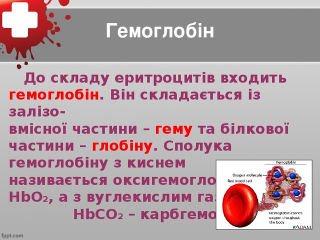 Гемоглобін  До складу еритроцитів входить гемоглобін . Він складається із залізо- вмісної частини – гему та білкової частини – глобіну . Сполука гемоглобіну з киснем називається оксигемоглобін – HbO 2 , а з вуглекислим газом – HbCO 2 – карбгемоглобін.