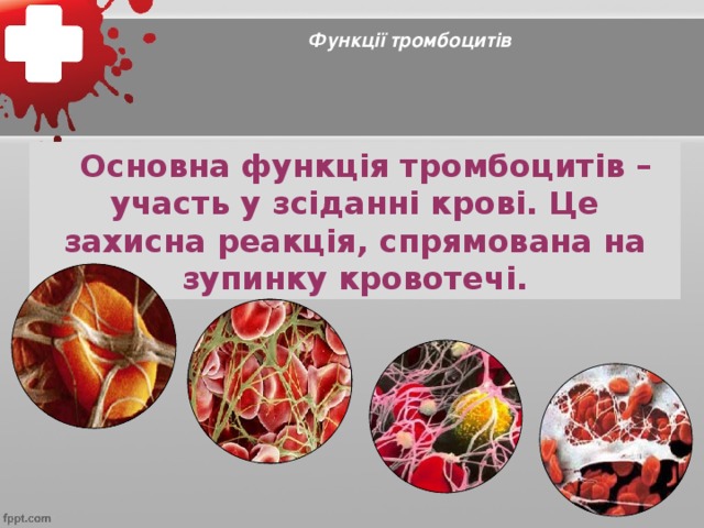 Функції тромбоцитів  Основна функція тромбоцитів – участь у зсіданні крові. Це захисна реакція, спрямована на зупинку кровотечі.