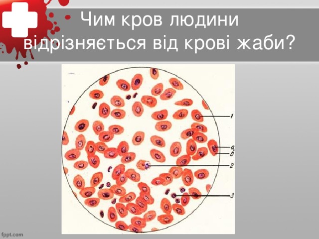 Чим кров людини відрізняється від крові жаби?