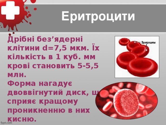 Еритроцити Дрібні без’ядерні клітини d=7,5 мкм. Їх кількість в 1 куб. мм крові становить 5-5,5 млн. Форма нагадує двоввігнутий диск, що сприяє кращому проникненню в них кисню.