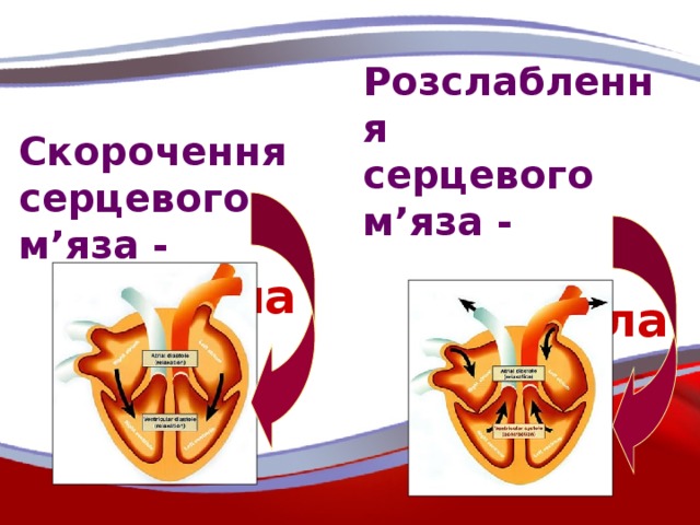 Скорочення серцевого м’яза -  систола  Розслаблення  серцевого м’яза -   діастола