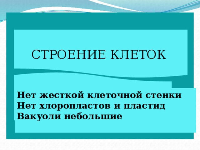 СТРОЕНИЕ КЛЕТОК Нет жесткой клеточной стенки Нет хлоропластов и пластид Вакуоли небольшие  