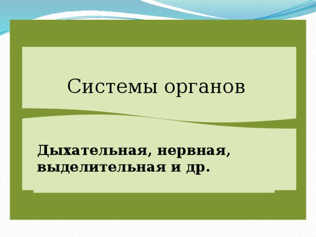 Системы органов Дыхательная, нервная, выделительная и др.  
