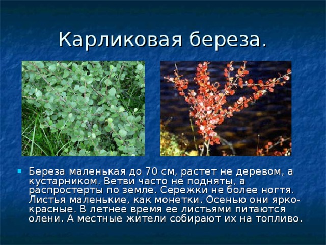 Карликовая береза. Береза маленькая до 70 см, растет не деревом, а кустарником. Ветви часто не подняты, а распростерты по земле. Сережки не более ногтя. Листья маленькие, как монетки. Осенью они ярко- красные. В летнее время ее листьями питаются олени. А местные жители собирают их на топливо. 