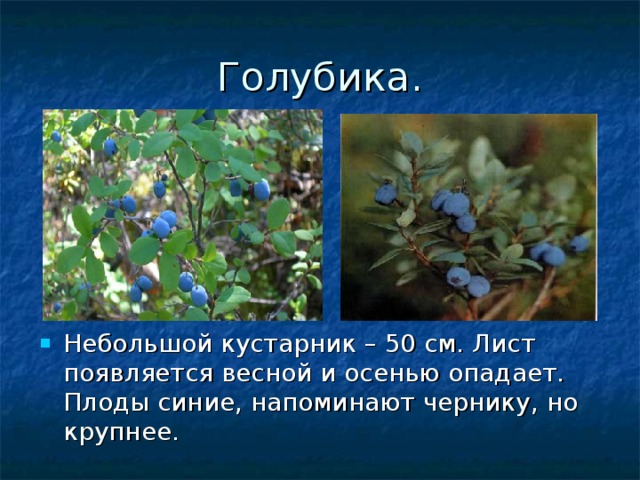 Голубика. Небольшой кустарник – 50 см. Лист появляется весной и осенью опадает. Плоды синие, напоминают чернику, но крупнее. 