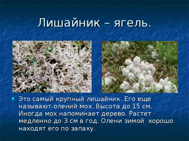 Лишайник – ягель. Это самый крупный лишайник. Его еще называют олений мох. Высота до 15 см. Иногда мох напоминает дерево. Растет медленно до 3 см в год. Олени зимой хорошо находят его по запаху. 