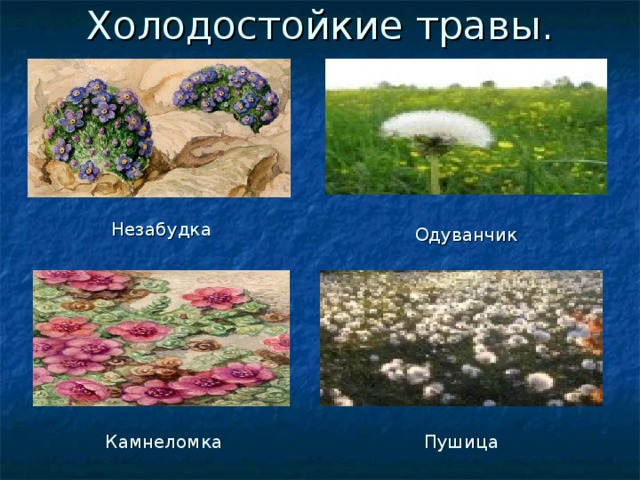 Холодостойкие травы. Незабудка Одуванчик Камнеломка Пушица 