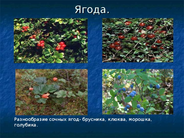 Ягода. Разнообразие сочных ягод- брусника, клюква, морошка, голубика. 