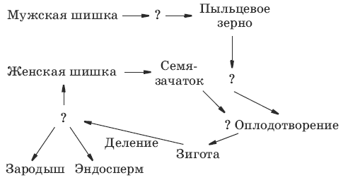 Размножение голосеменных растений 6 класс схема