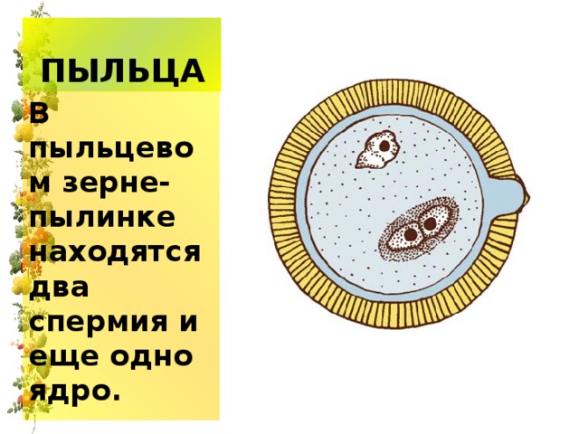 ПЫЛЬЦА В пыльцевом зерне-пылинке находятся два спермия и еще одно ядро. 