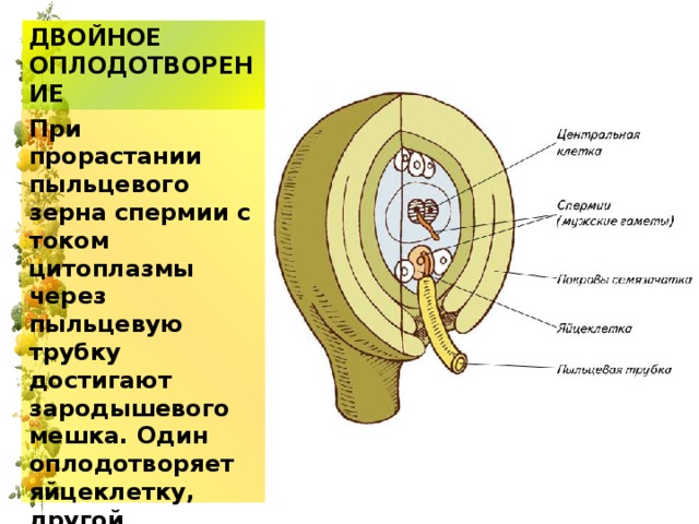 ДВОЙНОЕ ОПЛОДОТВОРЕНИЕ При прорастании пыльцевого зерна спермии с током цитоплазмы через пыльцевую трубку достигают зародышевого мешка. Один оплодотворяет яйцеклетку, другой сливается с центральным ядром. 