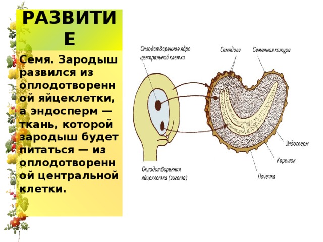 РАЗВИТИЕ Семя. Зародыш развился из оплодотворенной яйцеклетки, а эндосперм — ткань, которой зародыш будет питаться — из оплодотворенной центральной клетки. 